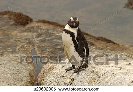 Penguins - South Africa View Large Photo Image Stock Photography - Penguins - South Africa. Fotosearch