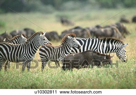 Tanzania, Africa - Serengeti, Ngorongoro Crater View Large Photo Image Stock Image - Tanzania, Africa - Serengeti, Ngorongoro Crater. Fotosearch