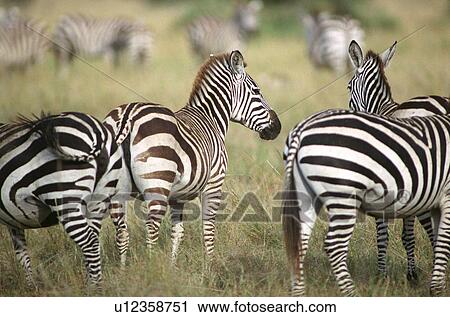 Stock Image - Tanzania, Africa - Serengeti, Ngorongoro Crater. Fotosearch