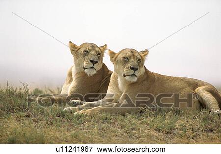 Stock Photo - Tanzania, Africa - Serengeti, Ngorongoro Crater. Fotosearch