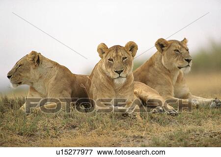 Tanzania, Africa - Serengeti, Ngorongoro Crater View Large Photo Image Stock Photo - Tanzania, Africa - Serengeti, Ngorongoro Crater. Fotosearch