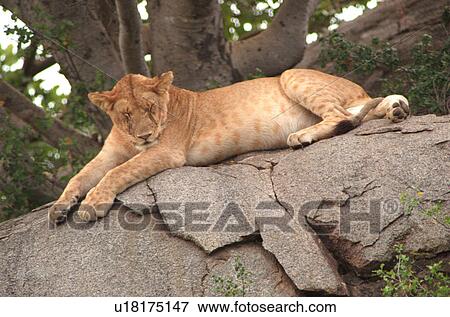 Stock Photo - Tanzania, Africa - Serengeti, Ngorongoro Crater. Fotosearch