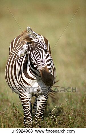 Tanzania, Africa - Serengeti, Ngorongoro Crater View Large Photo Image Stock Photo - Tanzania, Africa - Serengeti, Ngorongoro Crater. Fotosearch
