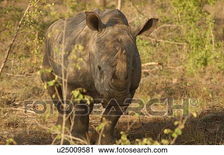 Stock Image - White Rhino. Fotosearch