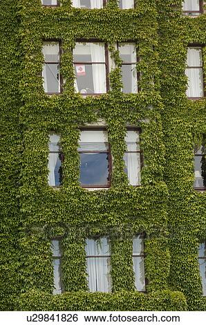 Stock Photograph - Ivy growing on the exterior of Building. Fotosearch