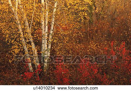 Picture - Autumn Colors at Lake of the Woods, Ontario, Canada. Fotosearch