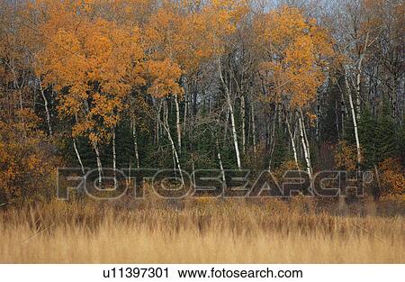 Autumn Colors at Lake of the Woods, Ontario, Canada View Large Photo Image Stock Image - Autumn Colors at Lake of the Woods, Ontario, Canada. Fotosearch