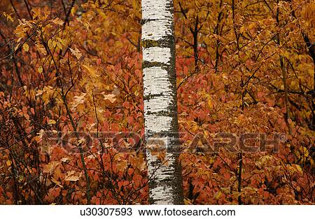 Autumn Colors at Lake of the Woods, Ontario, Canada View Large Photo Image Stock Image - Autumn Colors at Lake of the Woods, Ontario, Canada. Fotosearch