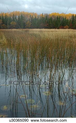 Stock Image - Autumn Colors at Lake of the Woods, Ontario, Canada. Fotosearch
