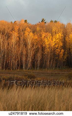 Stock Photo - Autumn Colors at Lake of the Woods, Ontario, Canada. Fotosearch