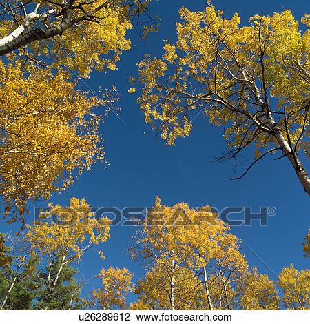 Stock Image - Autumn Colors in Tree Tops. Fotosearch