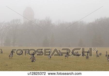 autumn fog in Assiniboine Park, Winnipeg, Manitoba View Large Photo Image Stock Image - autumn fog in Assiniboine Park, Winnipeg, Manitoba. Fotosearch