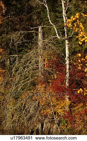Stock Image - Autumn Leaves. Fotosearch