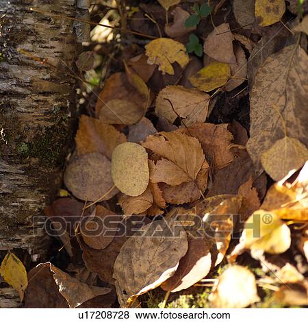 Stock Photo - Close up of fall Leaves. Fotosearch