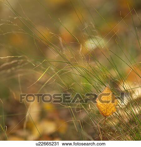 Stock Image - Close up of Leaf in Grass. Fotosearch