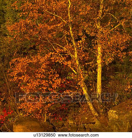 Colourful Autumn Foliage View Large Photo Image Stock Image - Colourful Autumn Foliage. Fotosearch