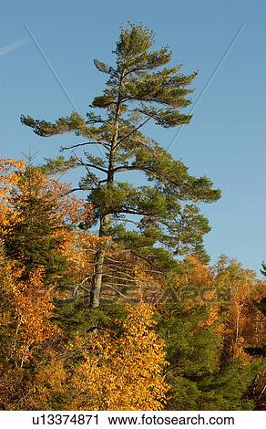 Evergreen Amongst Autumn Colors View Large Photo Image Stock Image - Evergreen Amongst Autumn Colors. Fotosearch