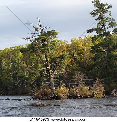 Evergreens at Shoreline of Lake View Large Photo Image Stock Image - Evergreens at Shoreline of Lake. Fotosearch