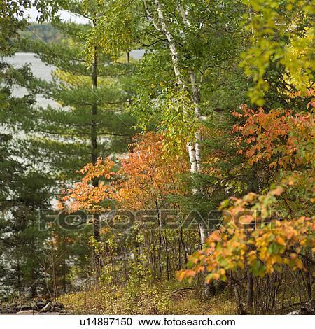 Forest of Autumn Colors View Large Photo Image Stock Image - Forest of Autumn Colors. Fotosearch