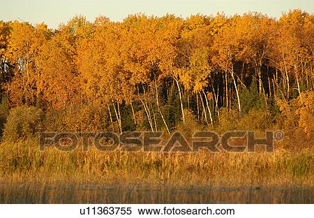 Stock Photography - Forest of Autumn Colors. Fotosearch