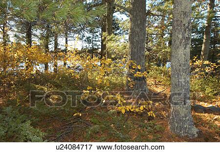 Forest turning to Autumn Colors View Large Photo Image Stock Photo - Forest turning to Autumn Colors. Fotosearch