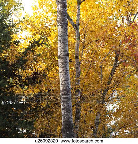 Golden Autumn Colors View Large Photo Image Stock Image - Golden Autumn Colors. Fotosearch