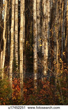 Stock Image - Grouping of Trees. Fotosearch