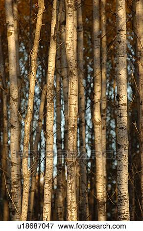 Stock Photo - Grouping of Trees. Fotosearch
