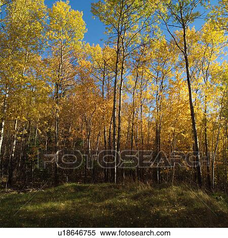 Stock Photography - Poplar Trees in Autumn Colors. Fotosearch
