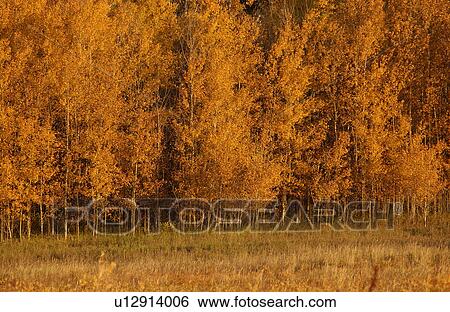 Trees in Golden Fall Colors View Large Photo Image Stock Photograph - Trees in Golden Fall Colors. Fotosearch