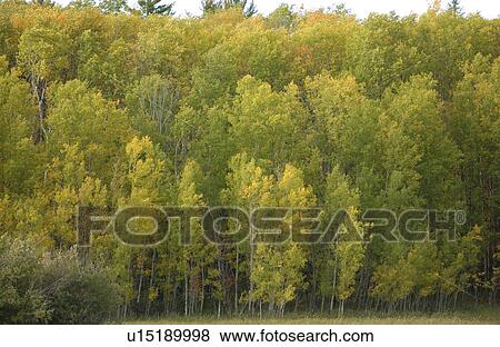 Trees Turning to Autumn Colors View Large Photo Image Stock Photo - Trees Turning to Autumn Colors. Fotosearch