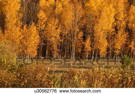 Stock Photograph - Trees with Golden Autumn Leaves. Fotosearch