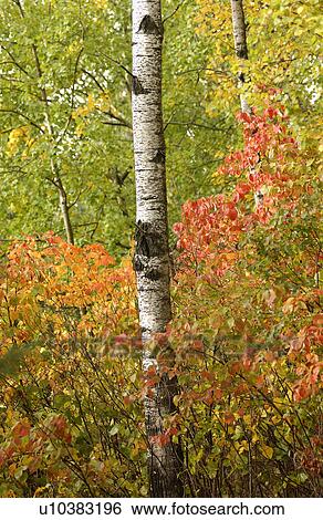 Stock Photograph - Trunk of Tree Surrounded by Autumn Colors. Fotosearch