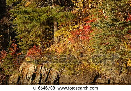 Stock Photo - Underbrush in Autumn Colors. Fotosearch