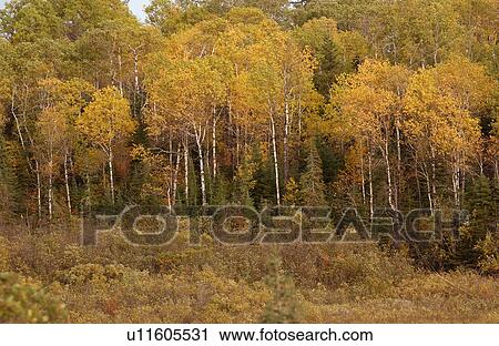 Woodlands in Autumn Colors View Large Photo Image Stock Image - Woodlands in Autumn Colors. Fotosearch