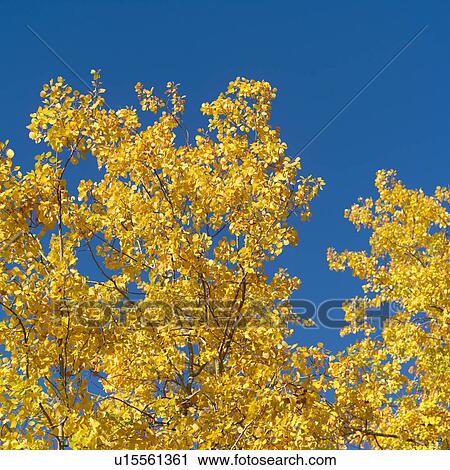 Yellow Tree Tops Against Blue Sky View Large Photo Image Stock Image - Yellow Tree Tops Against Blue Sky. Fotosearch