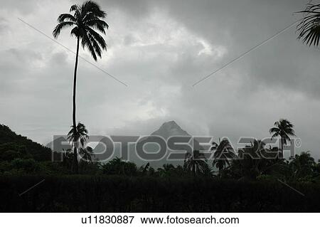 Stock Photo - A tropical forest, Moorea, Tahiti, French Polynesia, South Pacific. Fotosearch