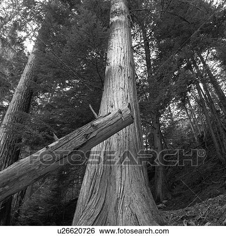 Stock Photograph - Nature trails. Fotosearch