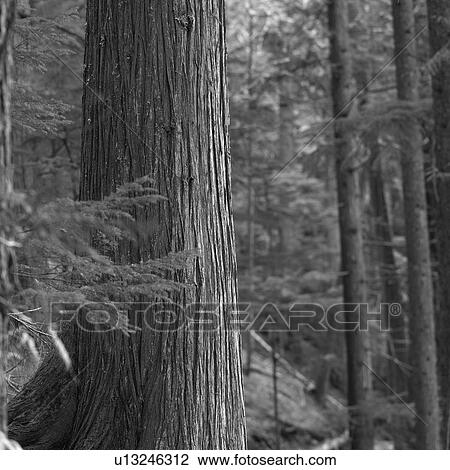 Stock Image - Nature - Whistler B. C., Canada. Fotosearch