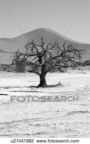 Stock Image - Sand Dunes of Sossusvlei - Namib desert, Namibia. Fotosearch