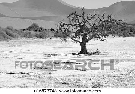 Sand Dunes of Sossusvlei - Namib desert, Namibia View Large Photo Image Stock Photo - Sand Dunes of Sossusvlei - Namib desert, Namibia. Fotosearch