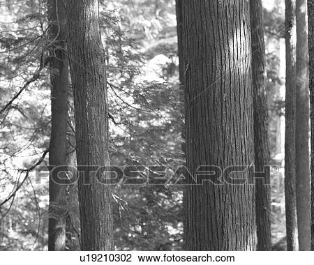 Stock Image - Squamish. Fotosearch