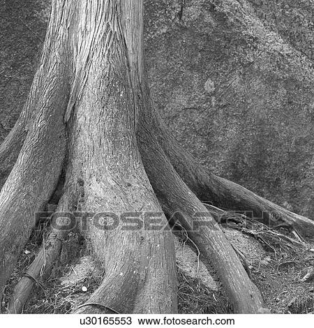 Squamish View Large Photo Image Stock Image - Squamish. Fotosearch