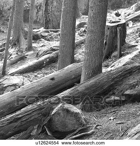 Picture - Squamish - Vancouver, British Columbia. Fotosearch