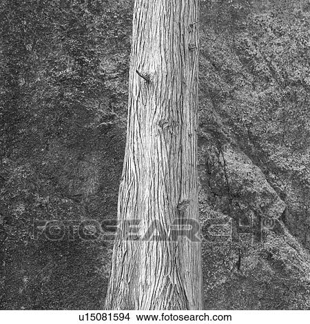 Tree Trunk View Large Photo Image Picture - Tree Trunk. Fotosearch