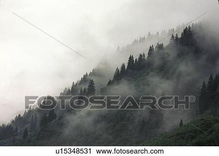 Trees in Fog on Mountain in Austria View Large Photo Image Stock Image - Trees in Fog on Mountain in Austria. Fotosearch