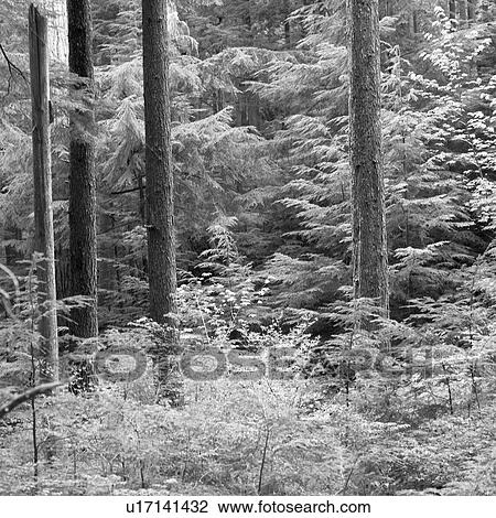 Trees View Large Photo Image Stock Image - Trees. Fotosearch