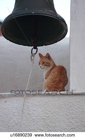 Stock Photo - Cat on Ledge. Fotosearch