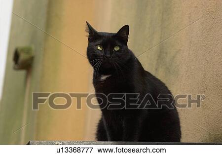Stock Photo - Cat sitting on a ledge outside a house. Fotosearch
