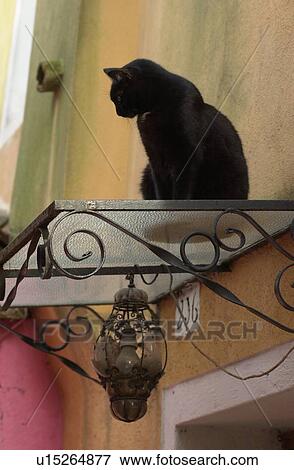 Cat sitting on a ledge outside a house in Venice View Large Photo Image Stock Photo - Cat sitting on a ledge outside a house in Venice. Fotosearch